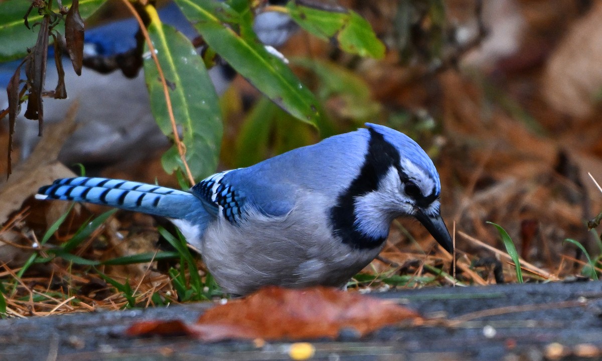 Geai bleu - ML645594265