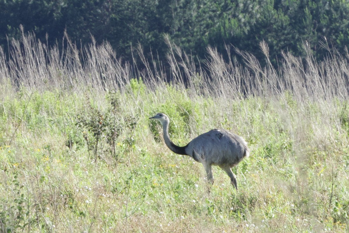 Greater Rhea - ML645594266
