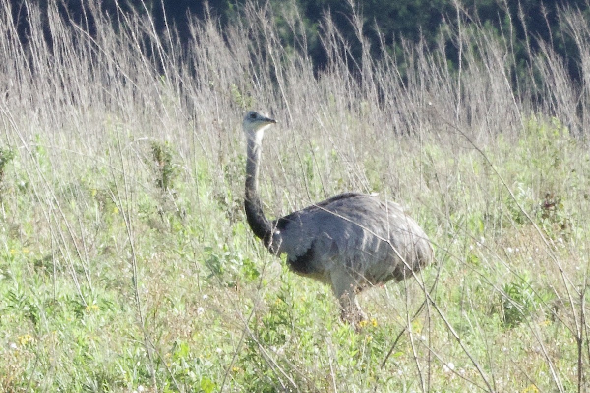 Greater Rhea - ML645594277
