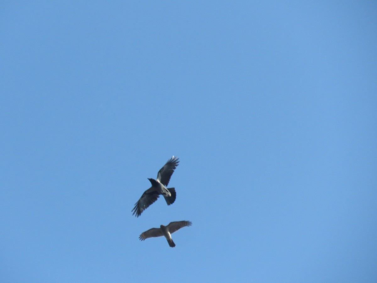 Eurasian Sparrowhawk - ML645594278