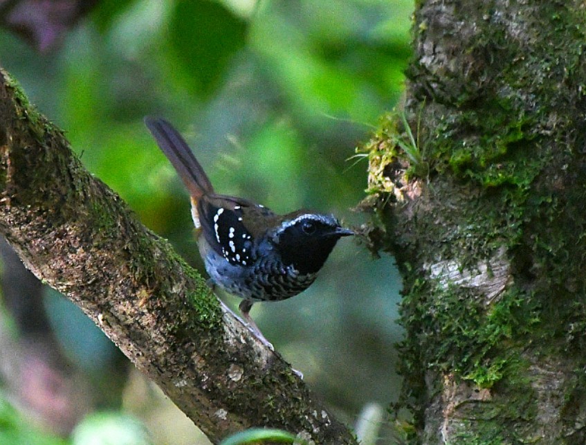 Покривник бразильський - ML645594283