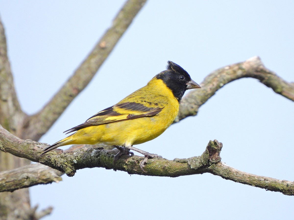 čížek jihoamerický - ML645594287