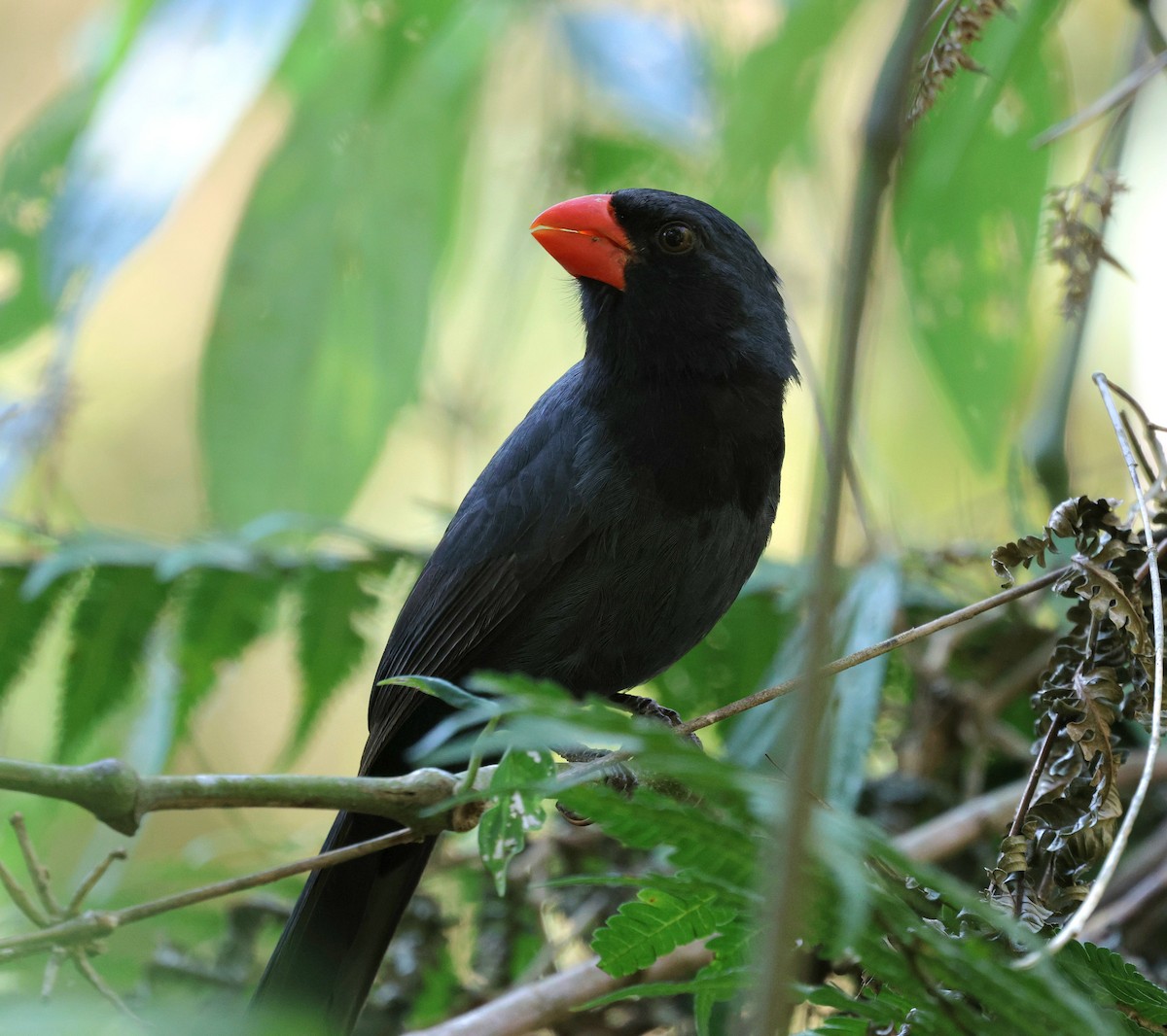 Black-throated Grosbeak - ML645594290