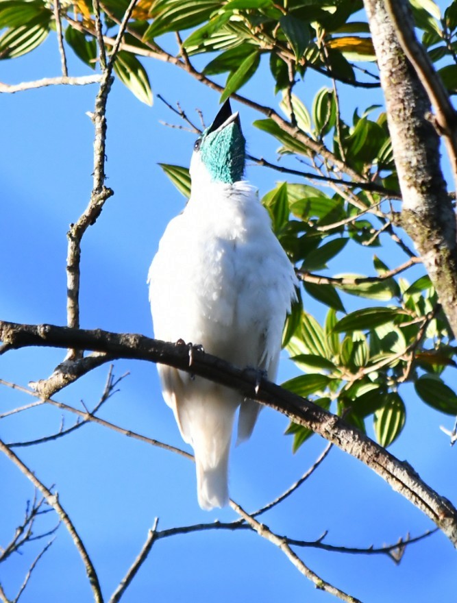 Bare-throated Bellbird - ML645594292