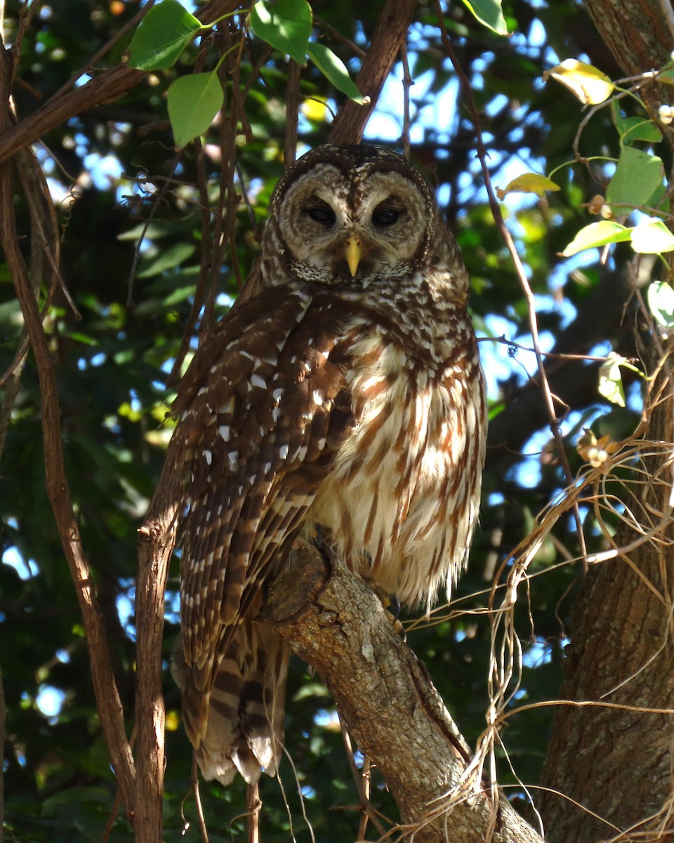 Barred Owl - ML645594294