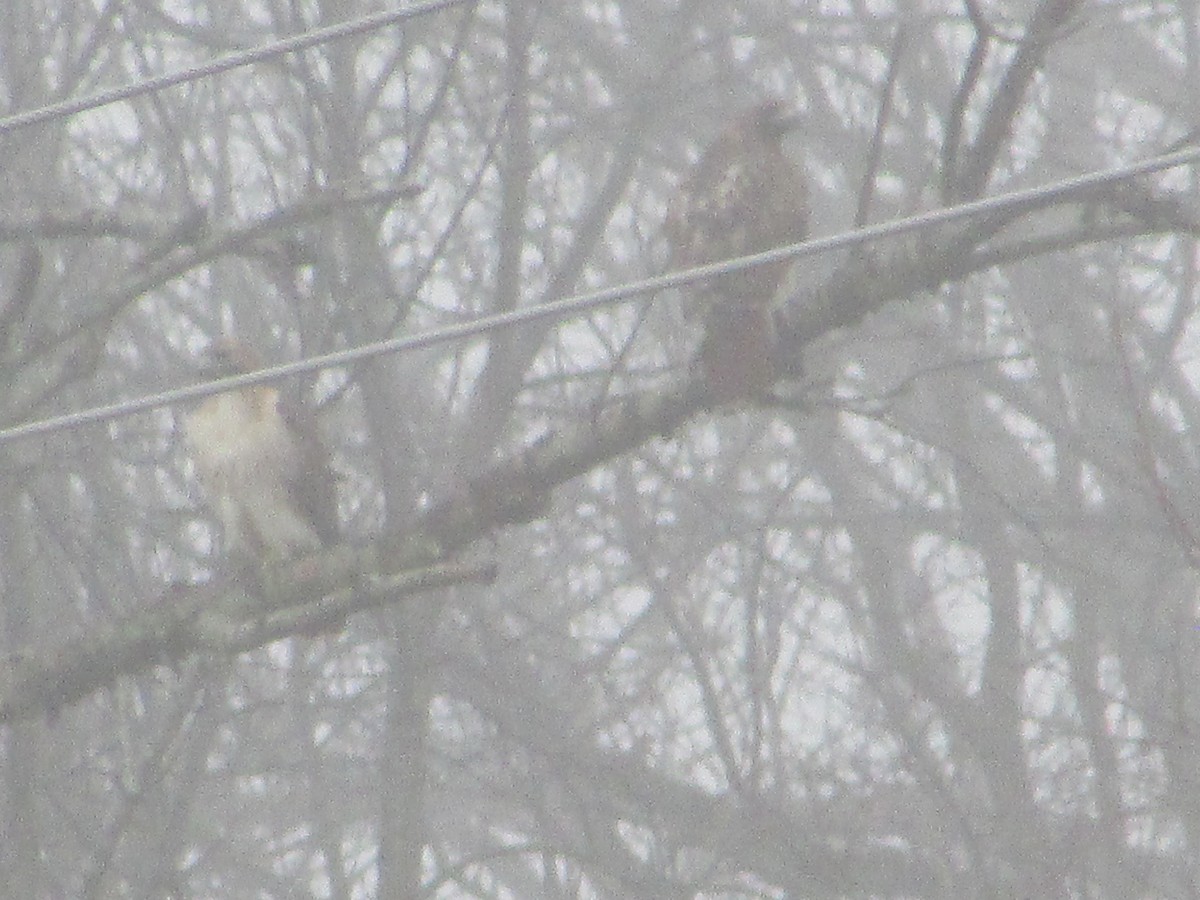 Red-tailed Hawk - ML645594295