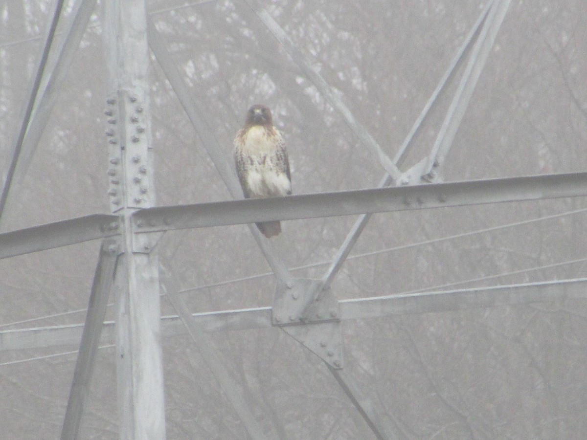 Red-tailed Hawk - ML645594296