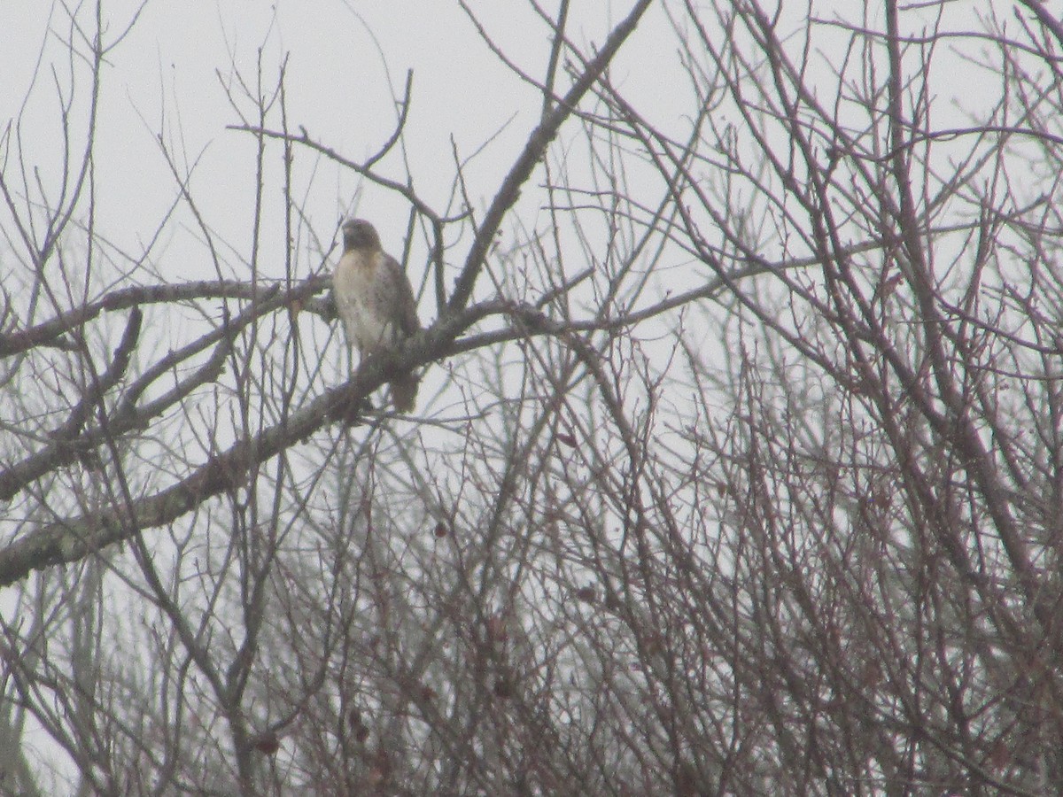 Red-tailed Hawk - ML645594297