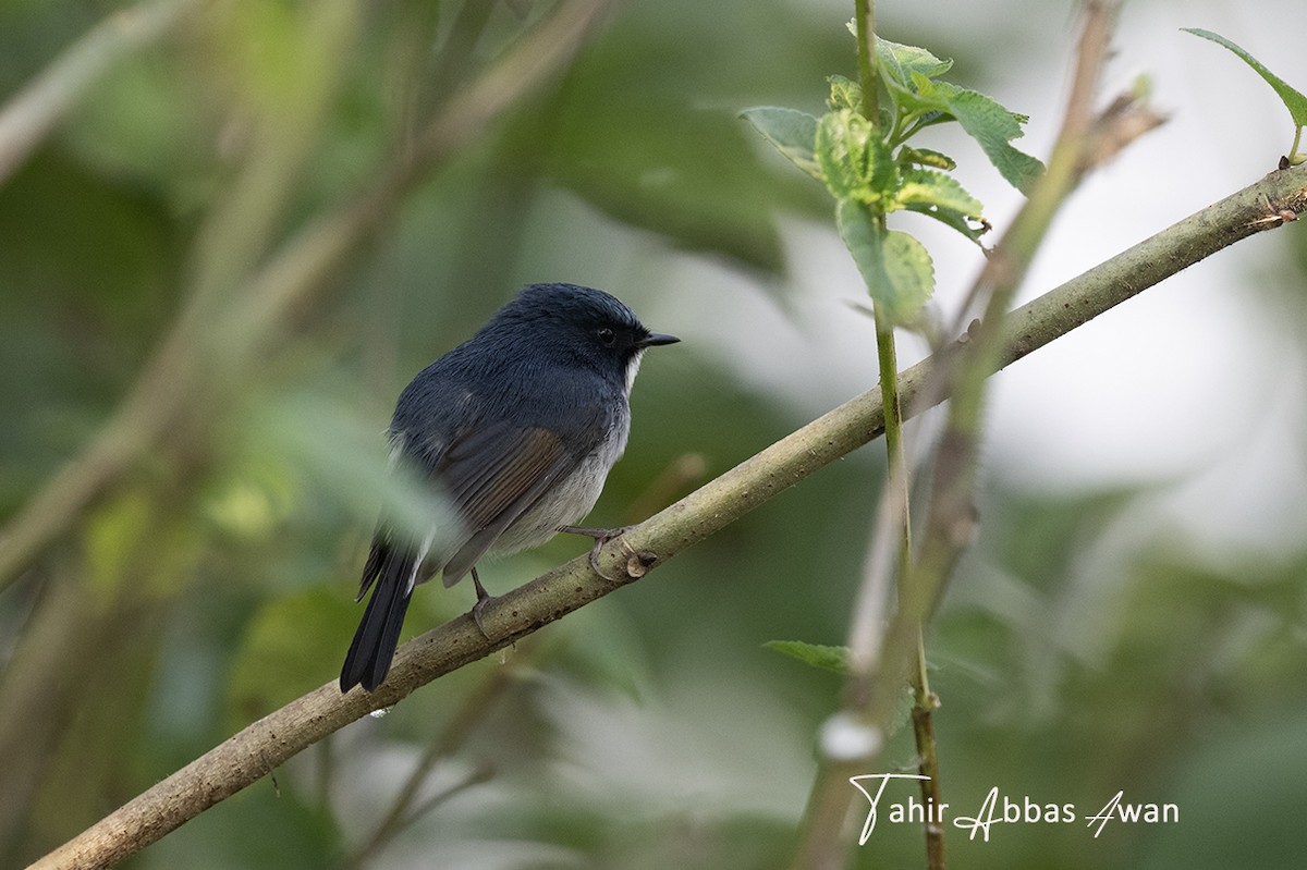 Slaty-blue Flycatcher - ML645594298