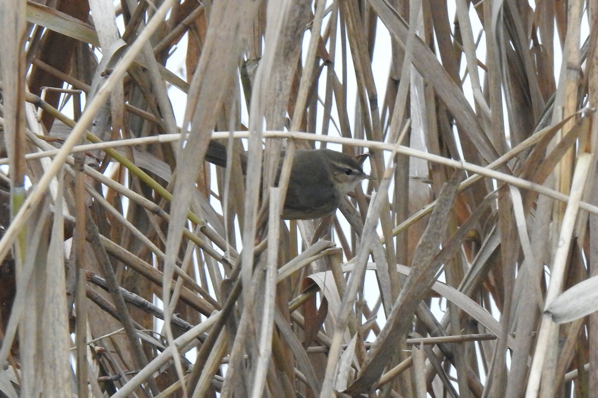 עלווית כהה - ML645594299