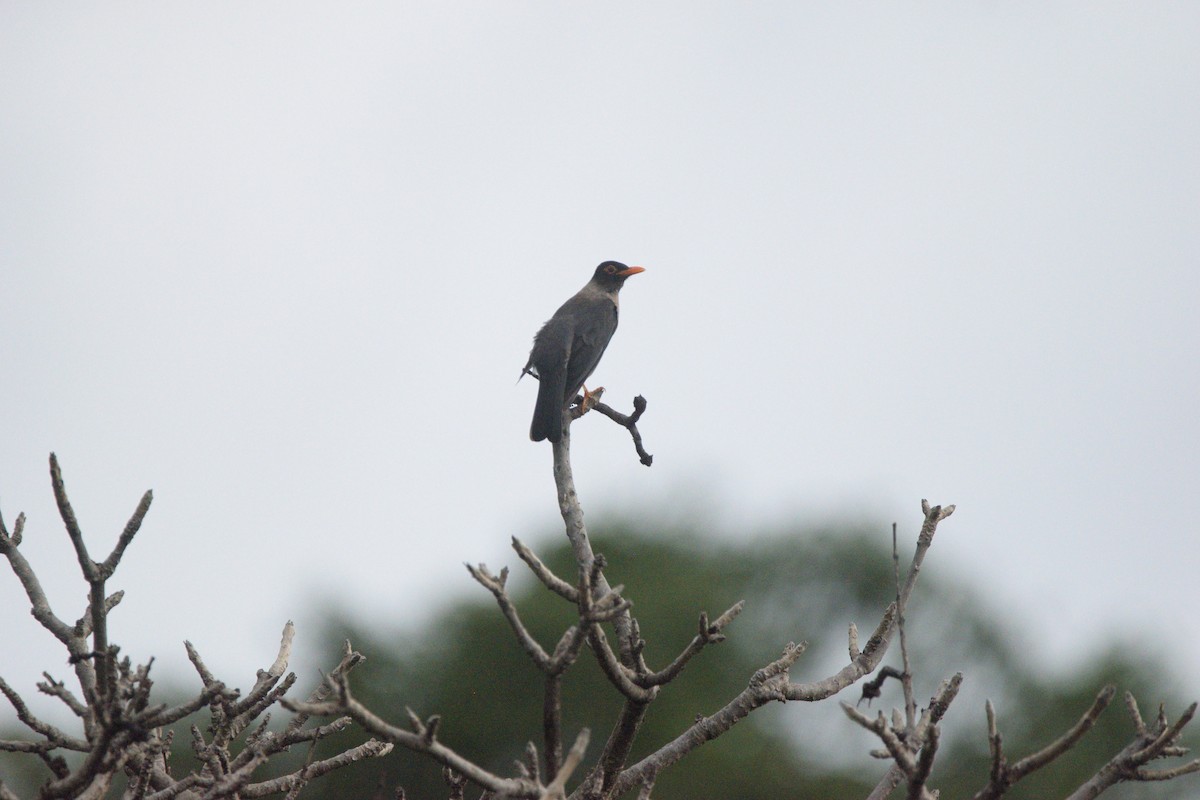 Indian Blackbird - ML645594300