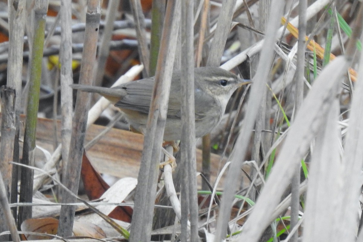 עלווית כהה - ML645594301