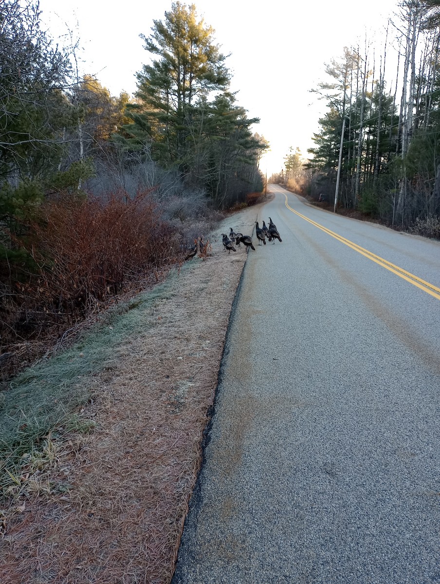 Wild Turkey - ML645594302