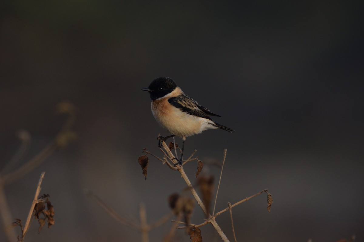 Siberian Stonechat - ML645594303