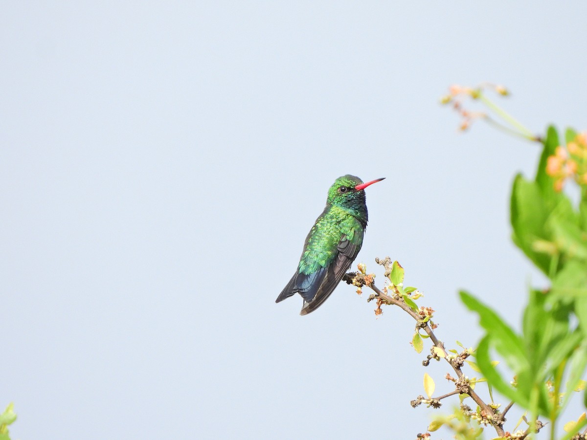 Glittering-bellied Emerald - ML645594304