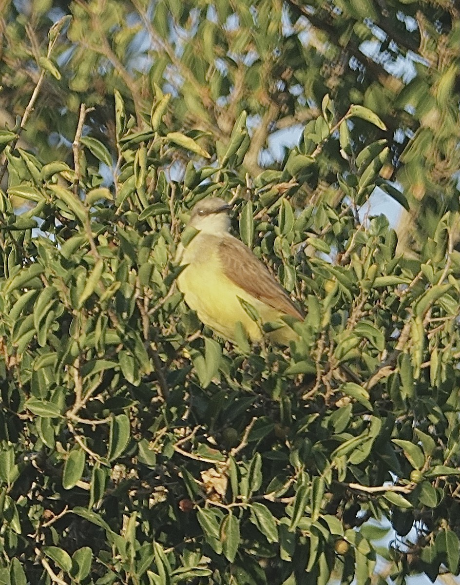 Cattle Tyrant - ML645594305