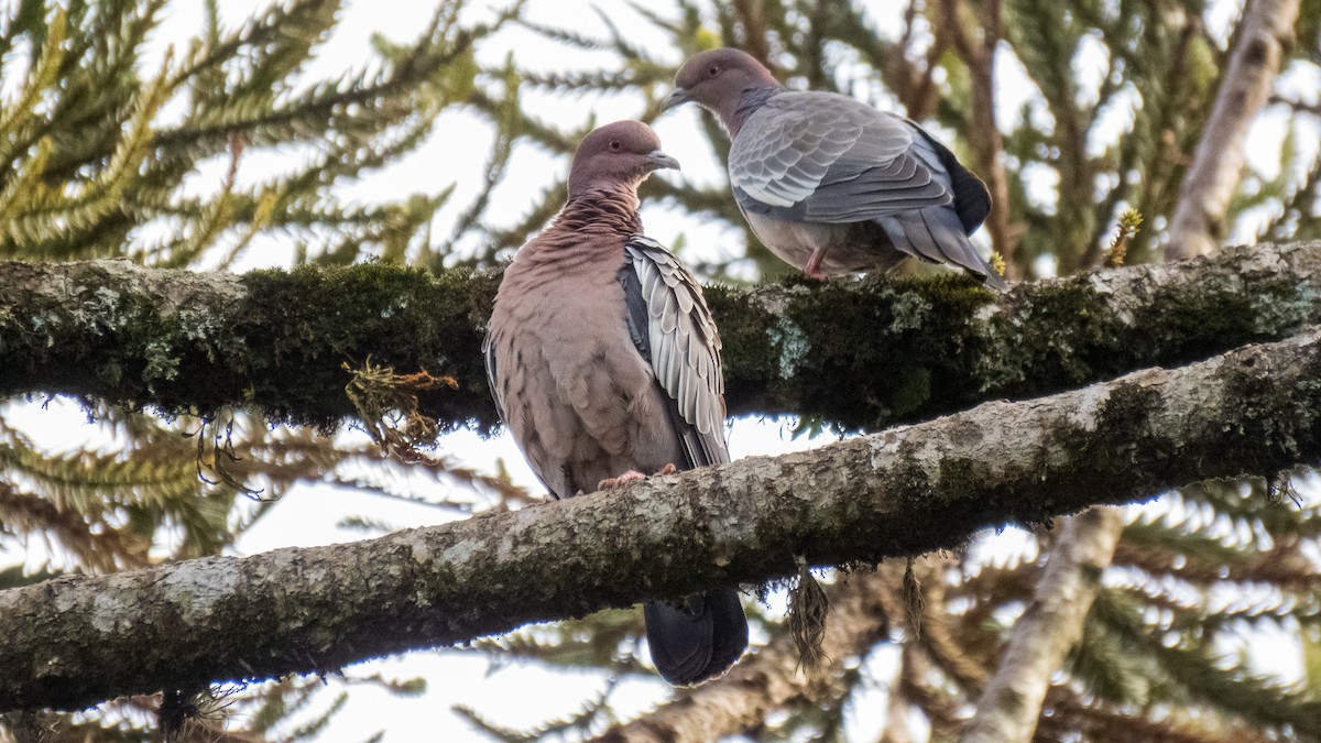 Picazuro Pigeon - ML645594306