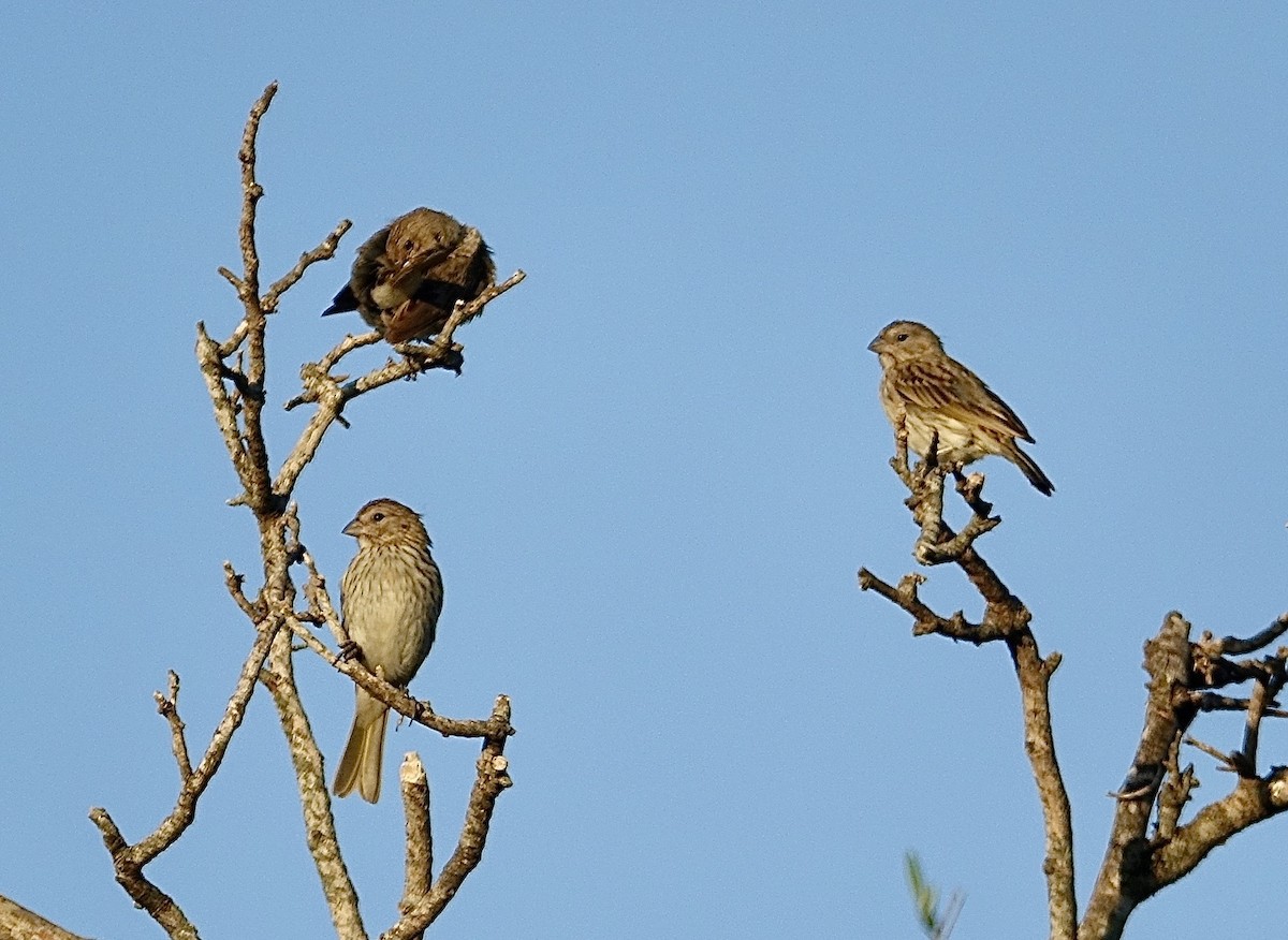 Saffron Finch - ML645594308