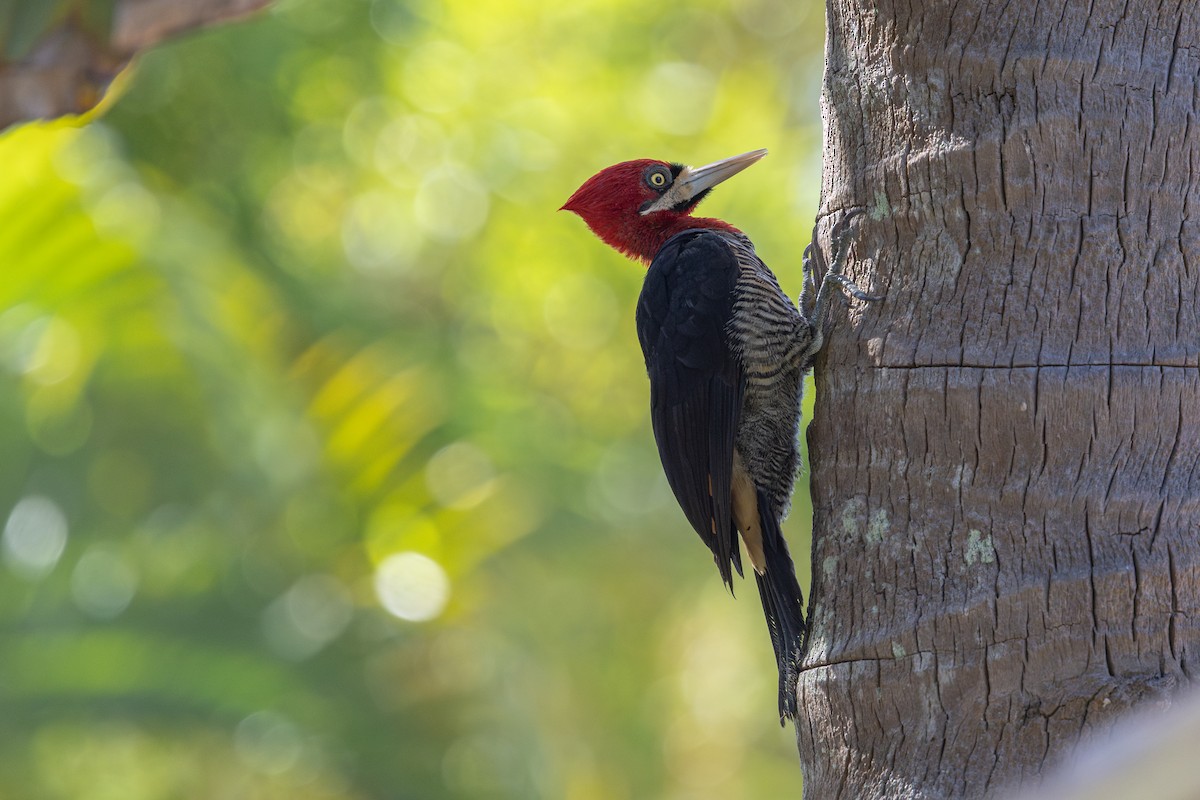 Robust Woodpecker - ML645594310