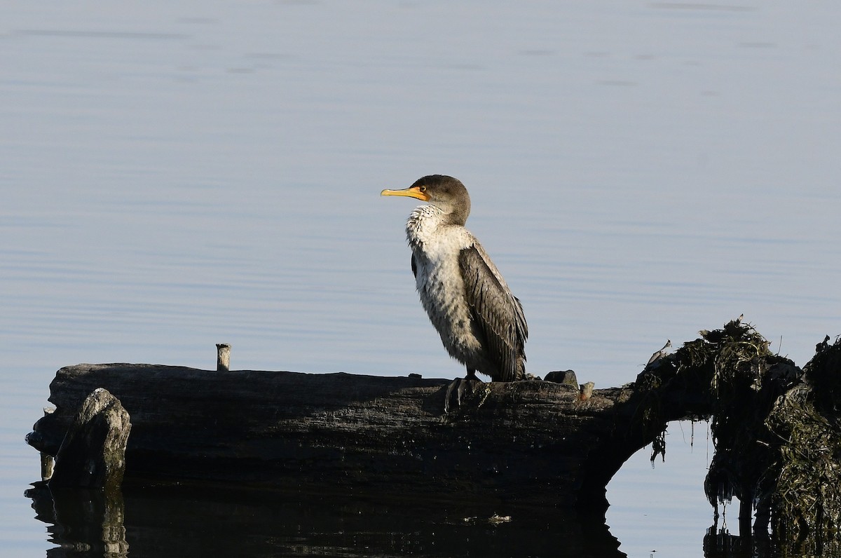 Double-crested Cormorant - ML645594311