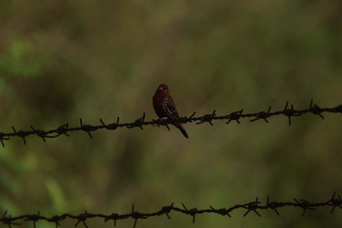 Red Avadavat - ML645594312