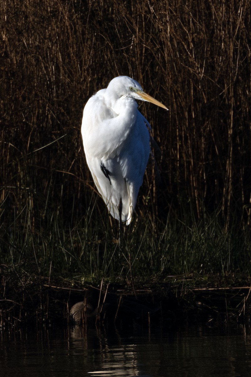 Great Egret - ML645594314