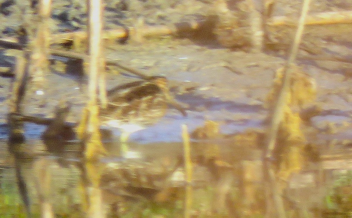 Wilson's Snipe - ML645594318