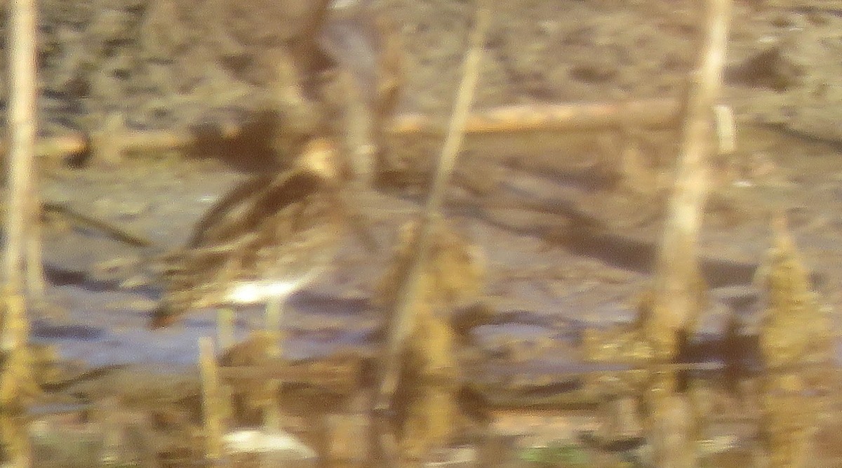 Wilson's Snipe - ML645594325