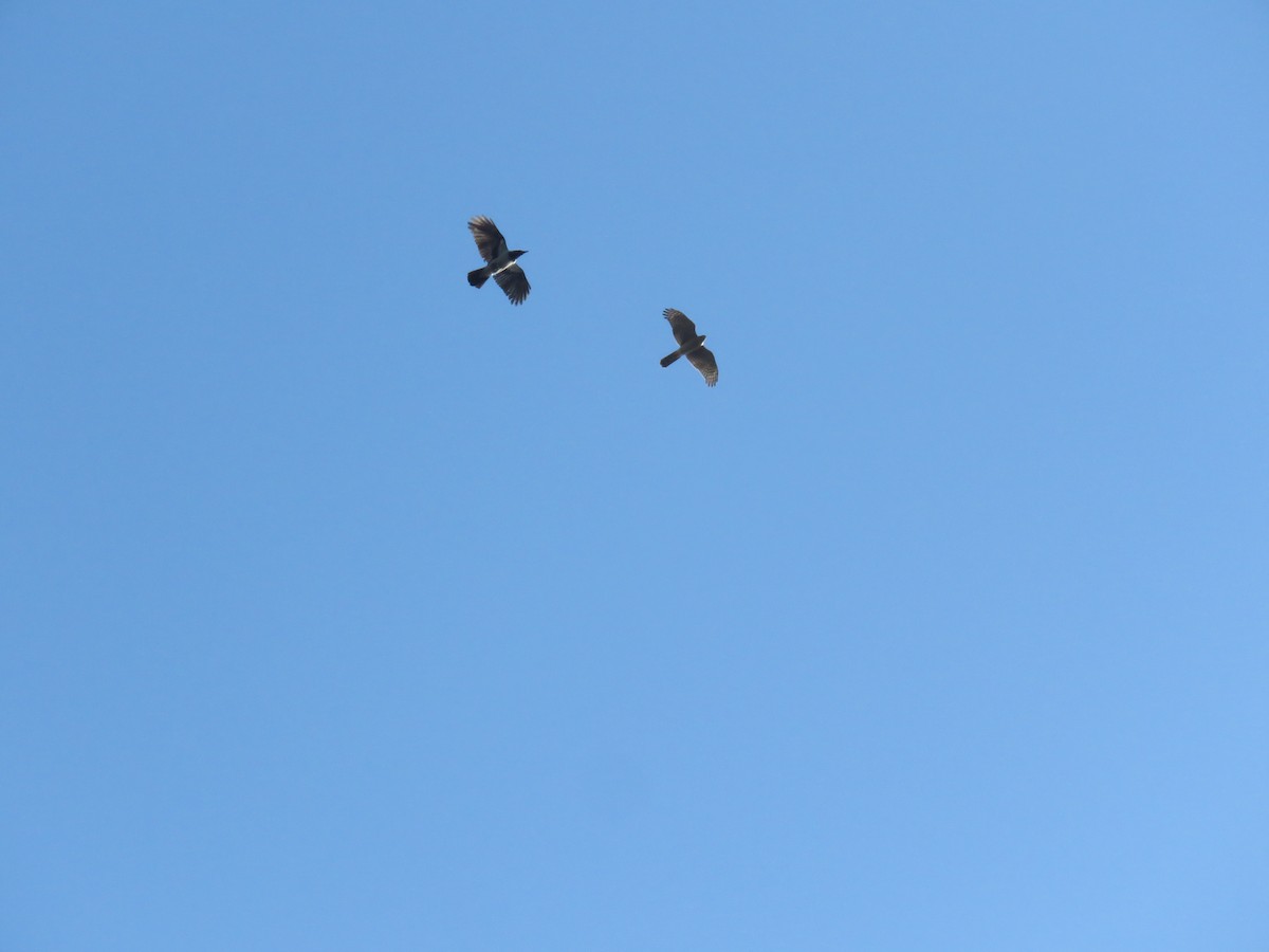 Bele txanoduna - ML645594326