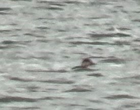 amerikasvartand - ML645594327