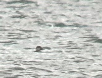 amerikasvartand - ML645594337