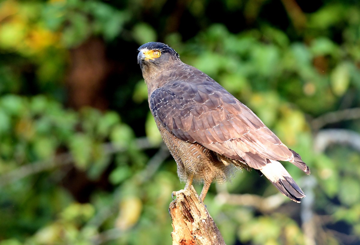 Crested Serpent-Eagle - ML645594349