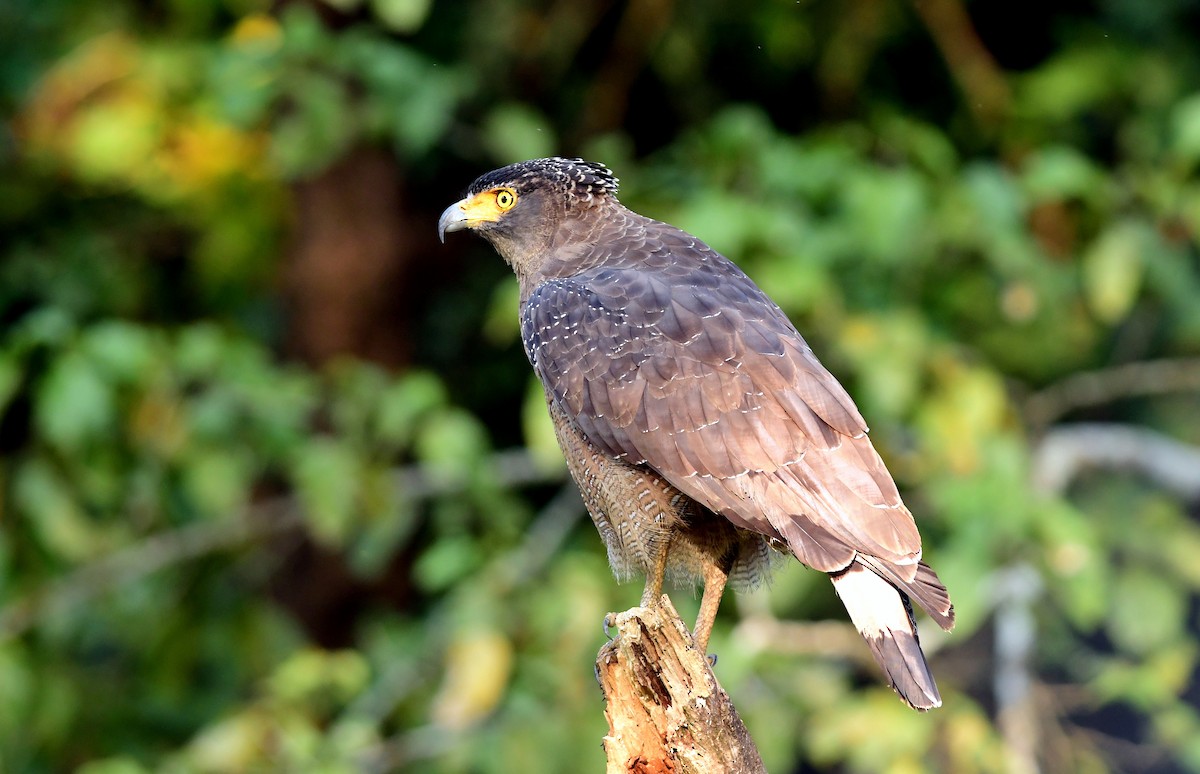 Crested Serpent-Eagle - ML645594350