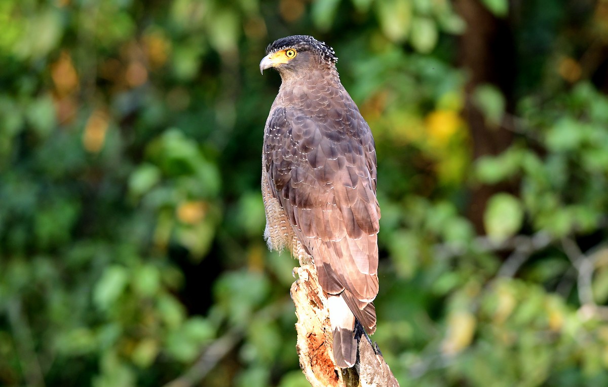 Crested Serpent-Eagle - ML645594351