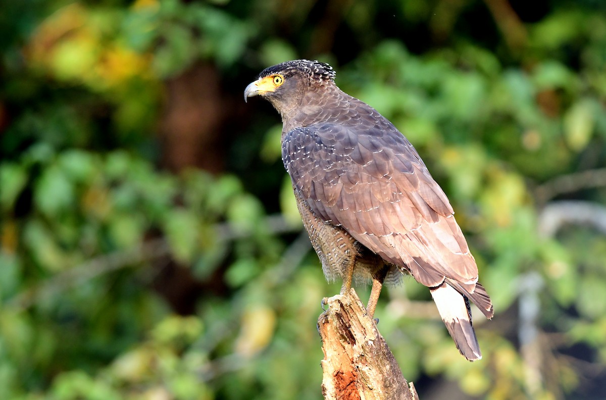 Crested Serpent-Eagle - ML645594352