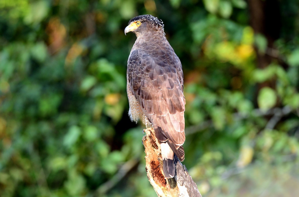 Crested Serpent-Eagle - ML645594353