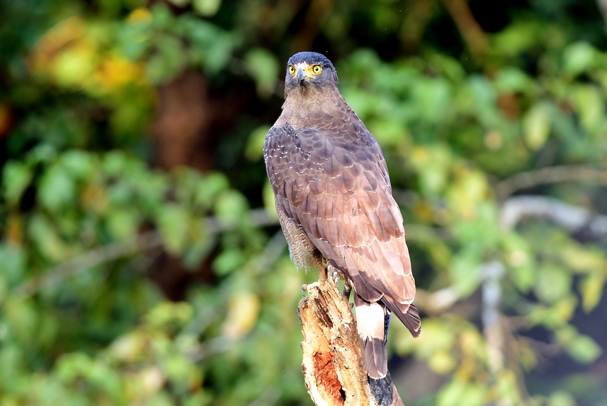 Crested Serpent-Eagle - ML645594354
