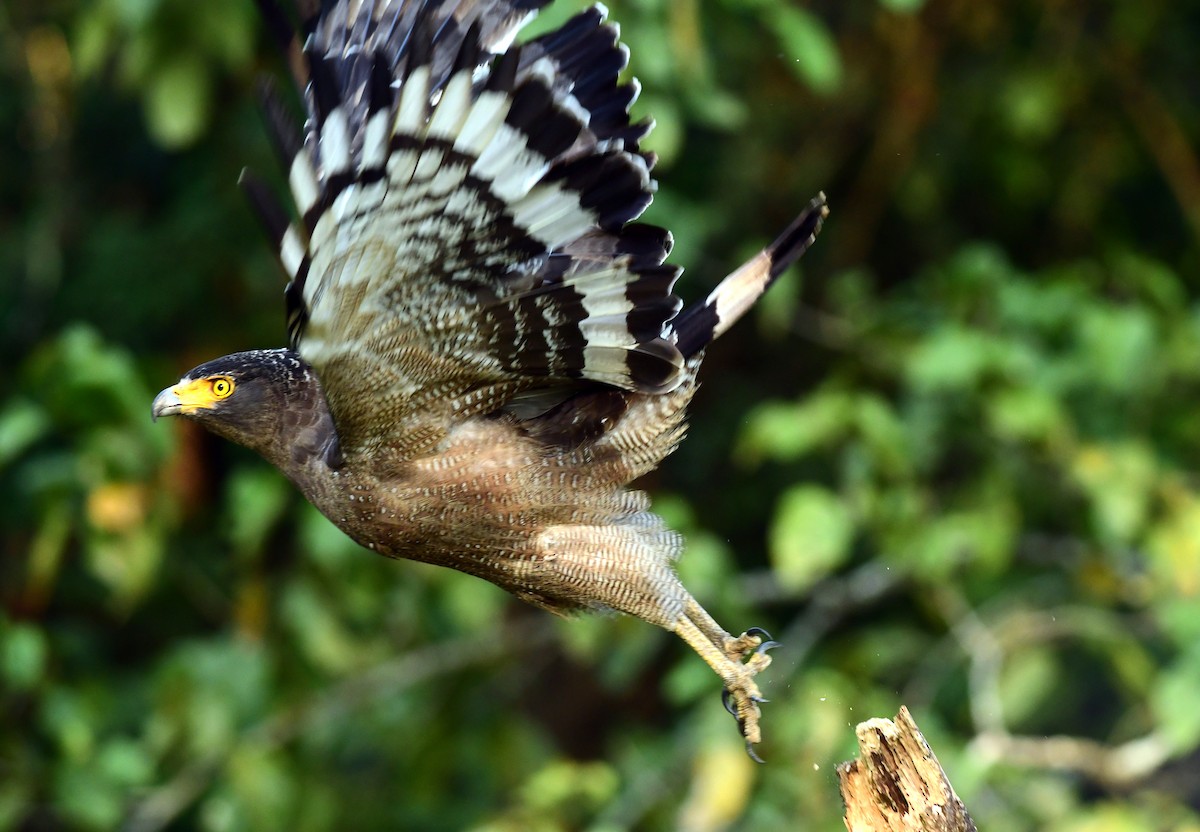Crested Serpent-Eagle - ML645594355