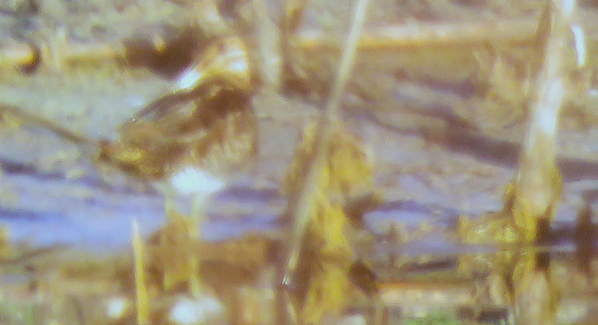 Wilson's Snipe - ML645594360