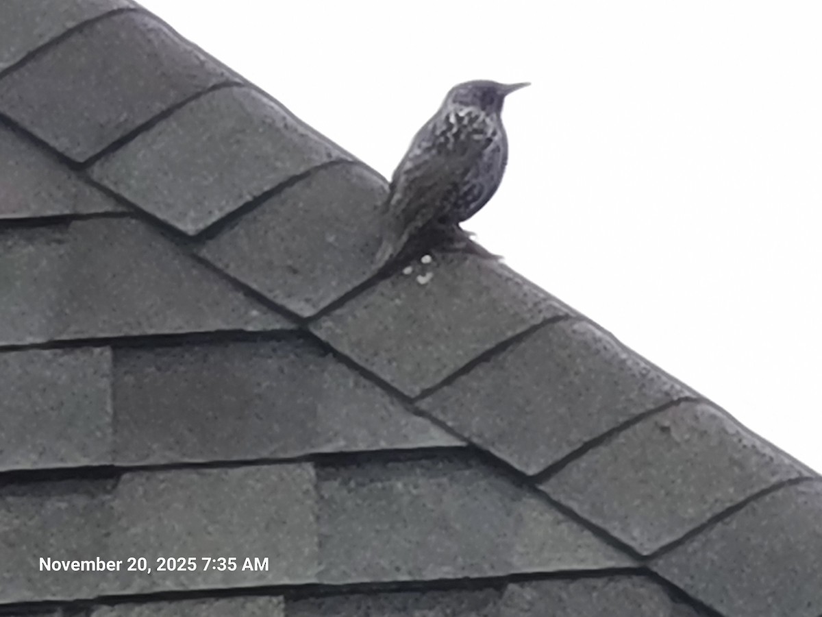 Arabazozo pikarta - ML645594367