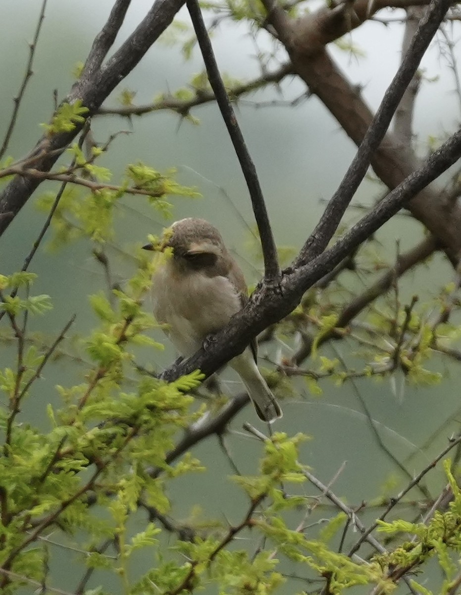 Common Woodshrike - ML645594368