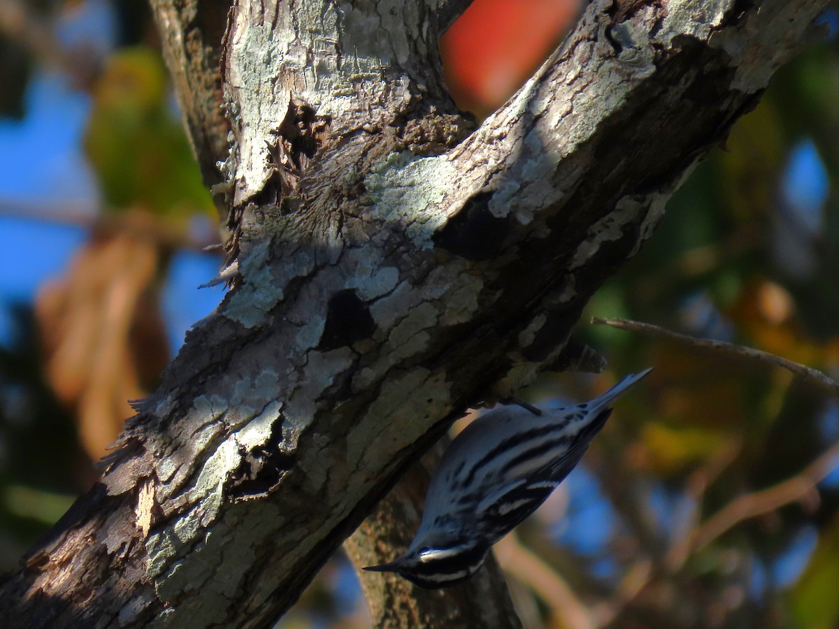 Black-and-white Warbler - ML645594369