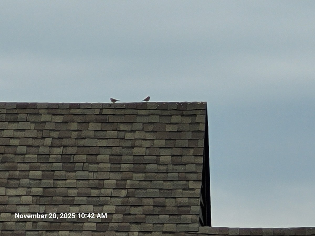 Etxe-txolarrea - ML645594370