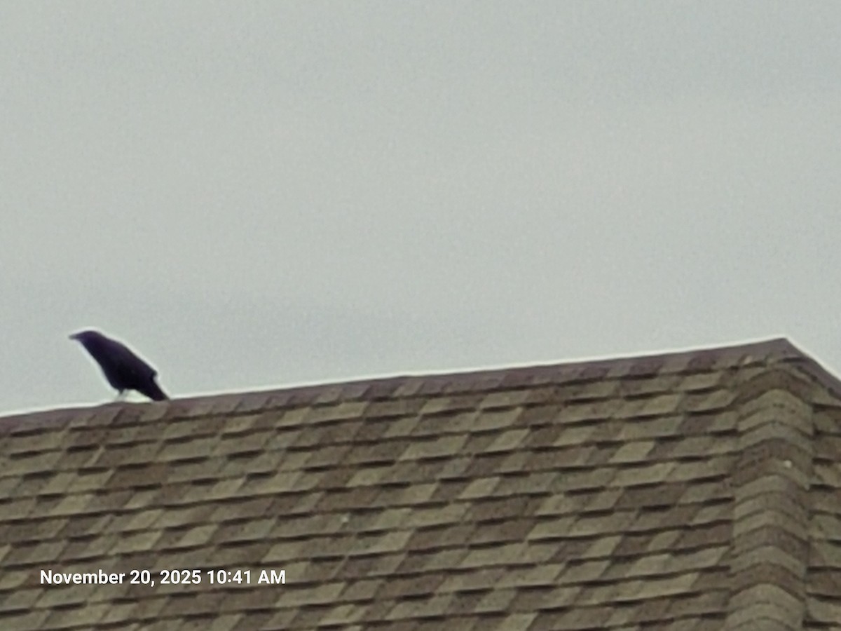 American Crow - ML645594371