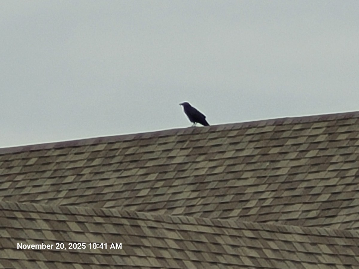 American Crow - ML645594372