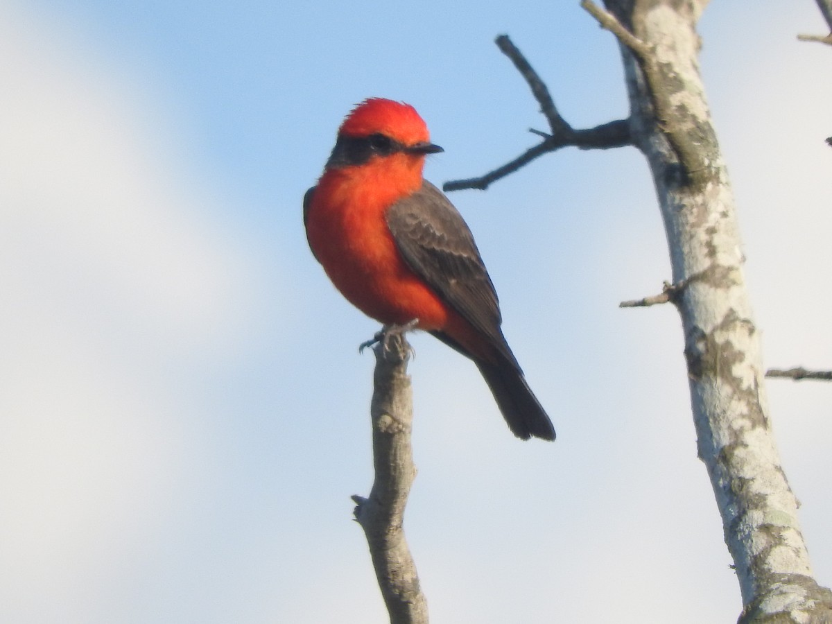 Vermilion Flycatcher - ML645594373