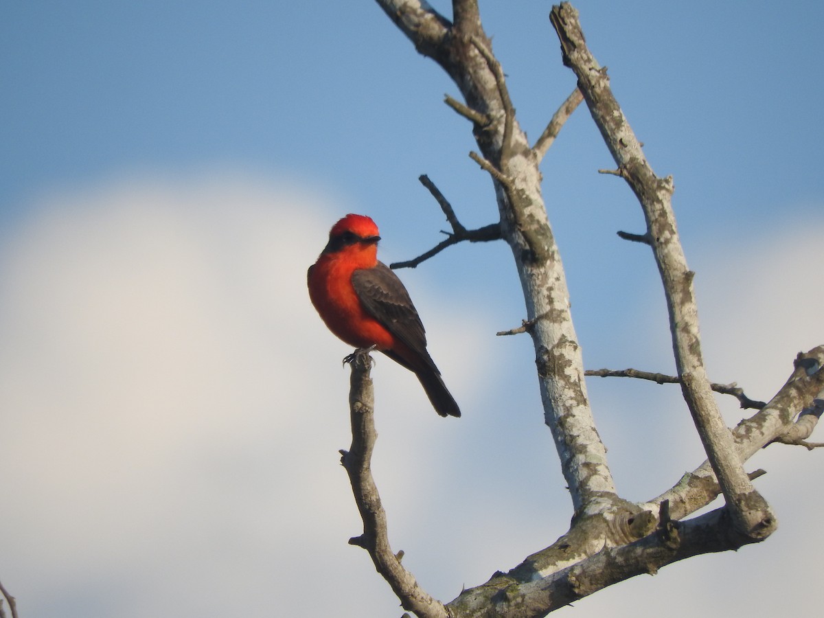 Vermilion Flycatcher - ML645594374