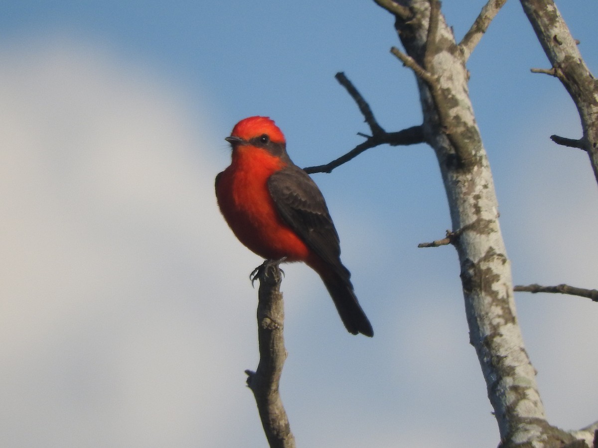 Vermilion Flycatcher - ML645594375