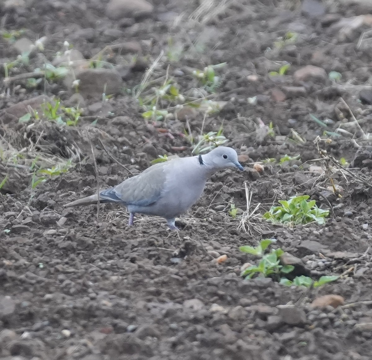 Usapal turkiarra - ML645594376