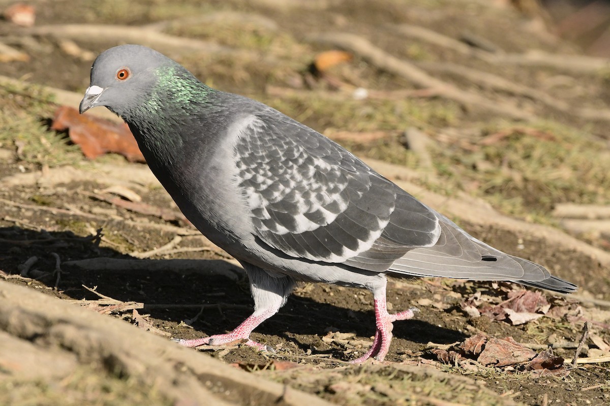 Haitz-usoa (etxekoa) - ML645594377